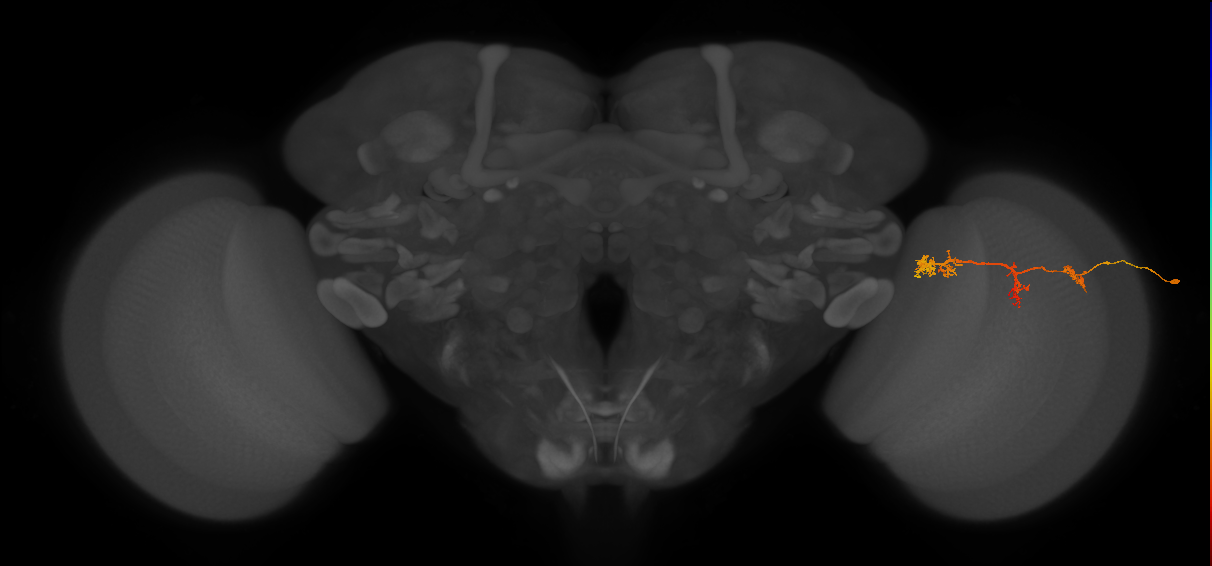 TmY17_R (JRC_OpticLobe:49107)