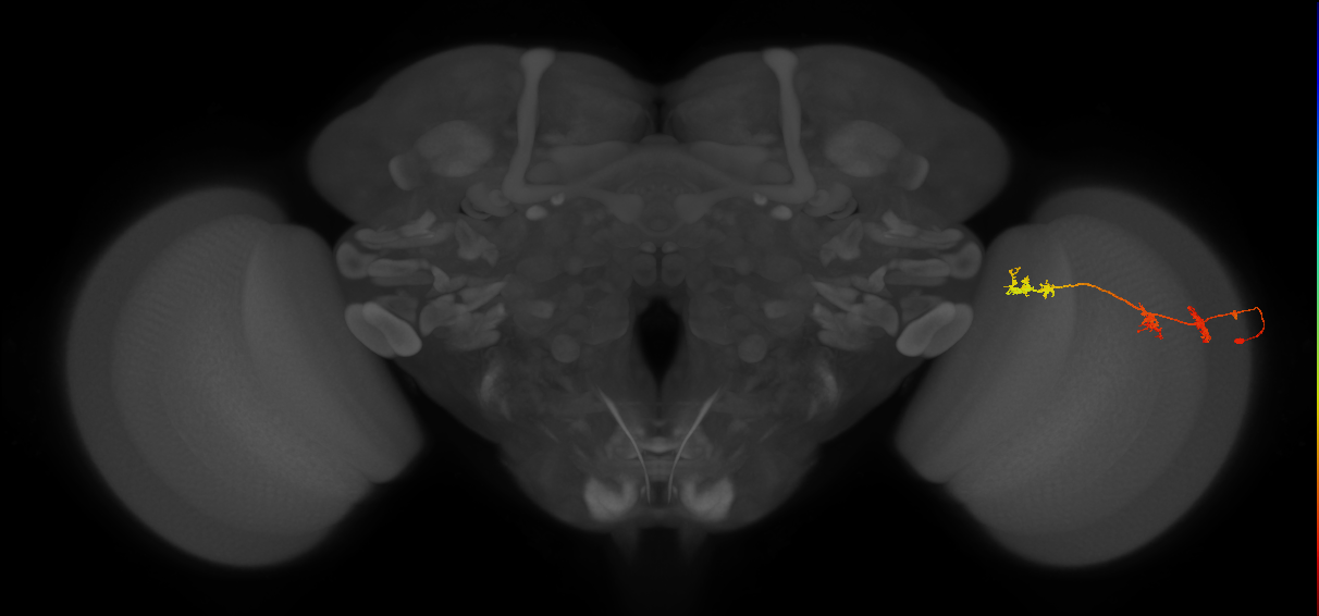 TmY17_R (JRC_OpticLobe:48988)