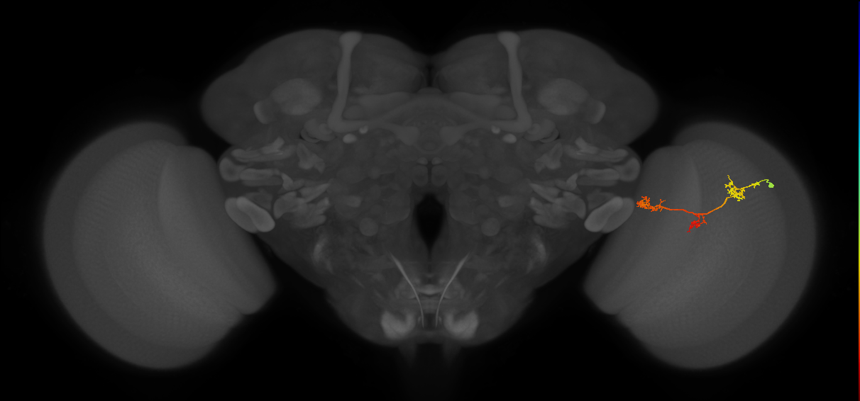 TmY17_R (JRC_OpticLobe:51529)