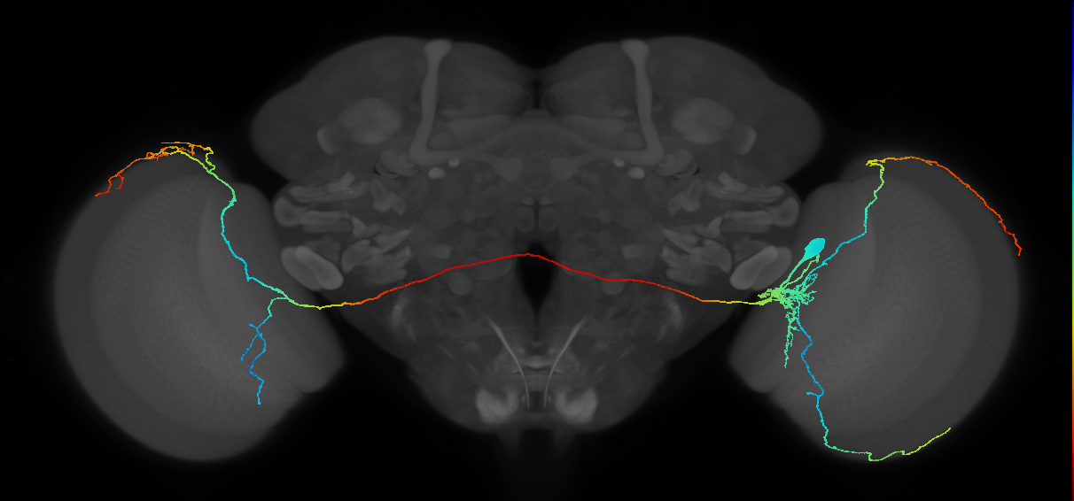 l-LNv_R (JRC_OpticLobe:11715)