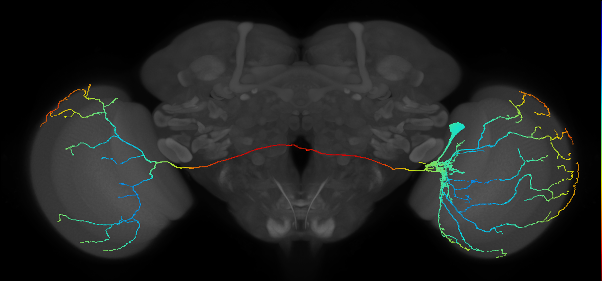 l-LNv_R (JRC_OpticLobe:11114)