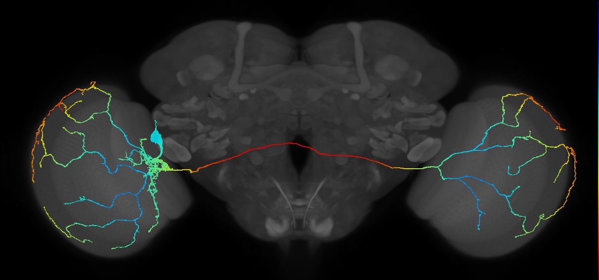 l-LNv_L (JRC_OpticLobe:17015)