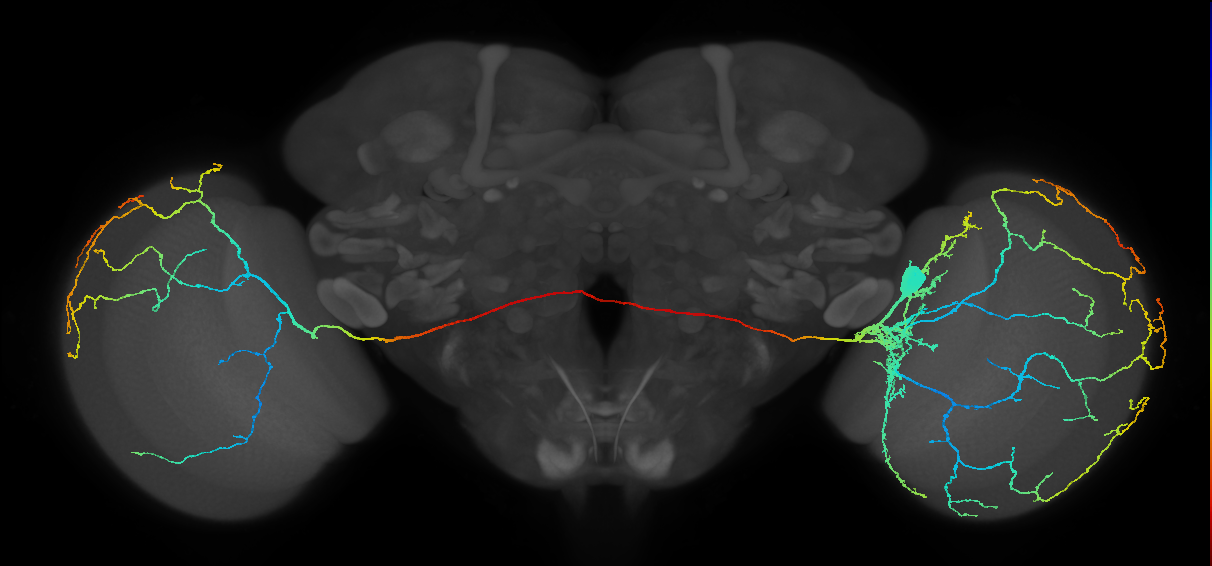 l-LNv_R (JRC_OpticLobe:10870)