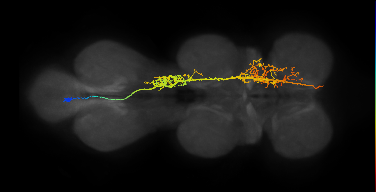 adult AN06B025 neuron