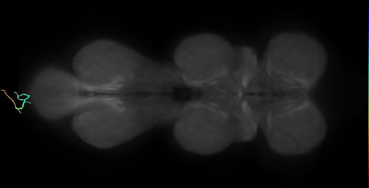 sensory neuron of female reproductive system