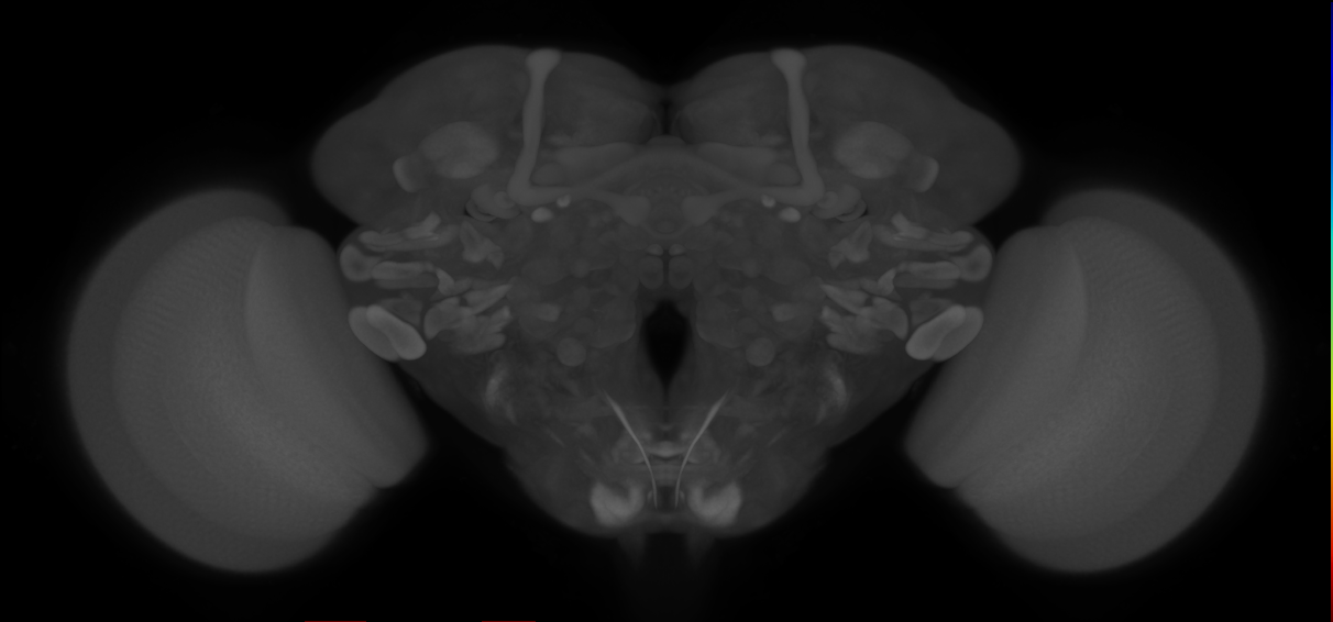 fast tibial extensor motor neuron