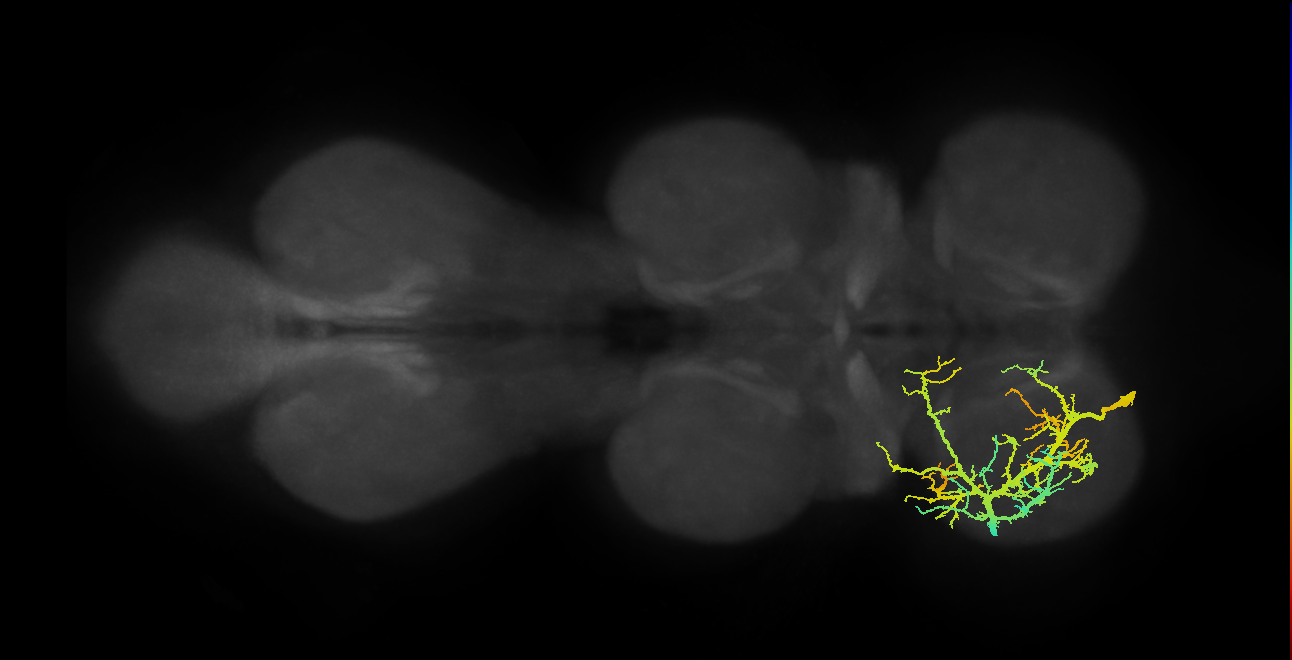 fast tibial extensor motor neuron