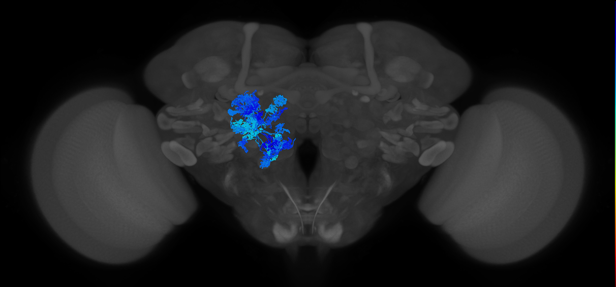 adult GABAergic antennal lobe local neuron lLN1