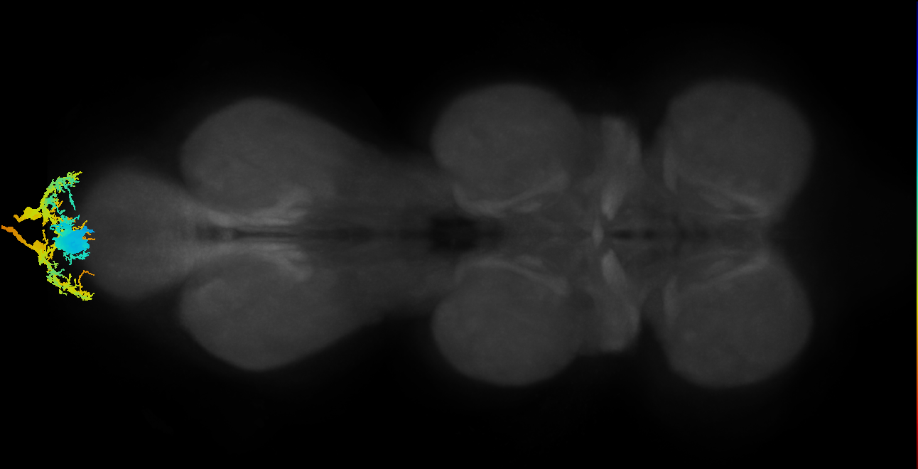 Pdf neuron