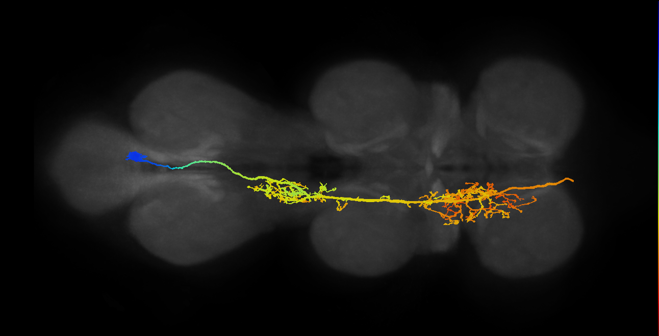 adult AN06B025 neuron