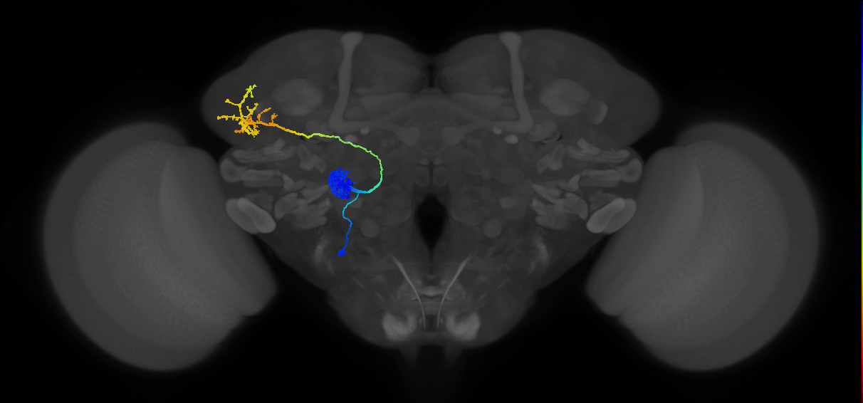 adult antennal lobe projection neuron VA1v