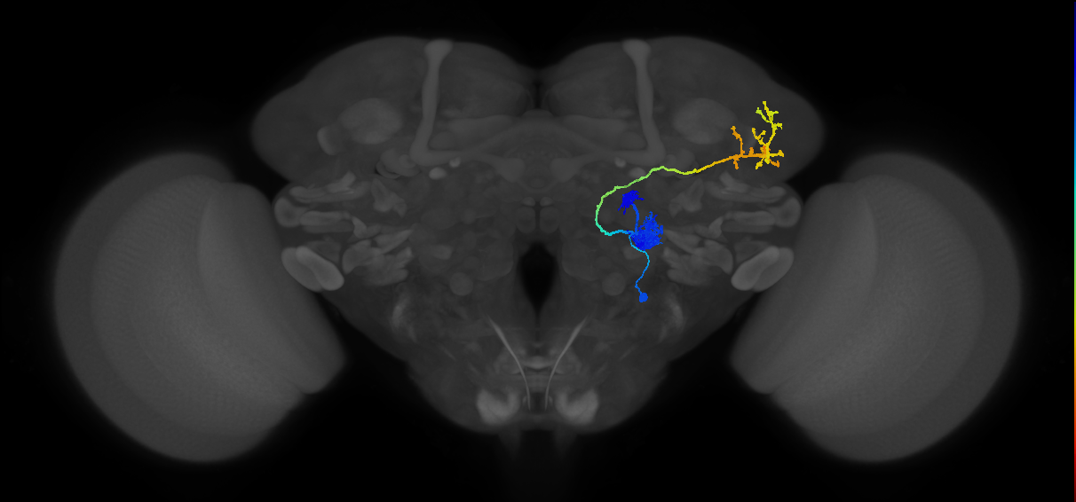 adult antennal lobe projection neuron VA1v