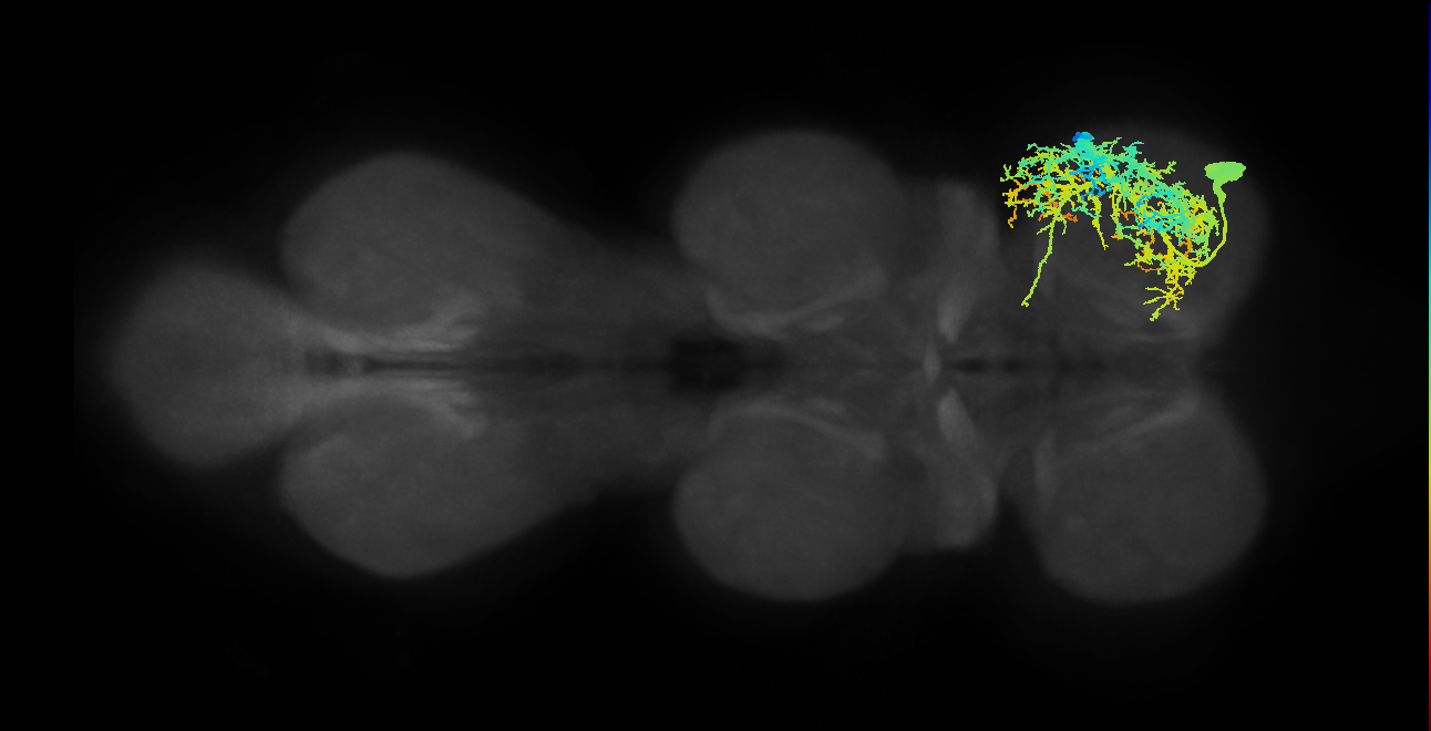 lineage 24 secondary neuron