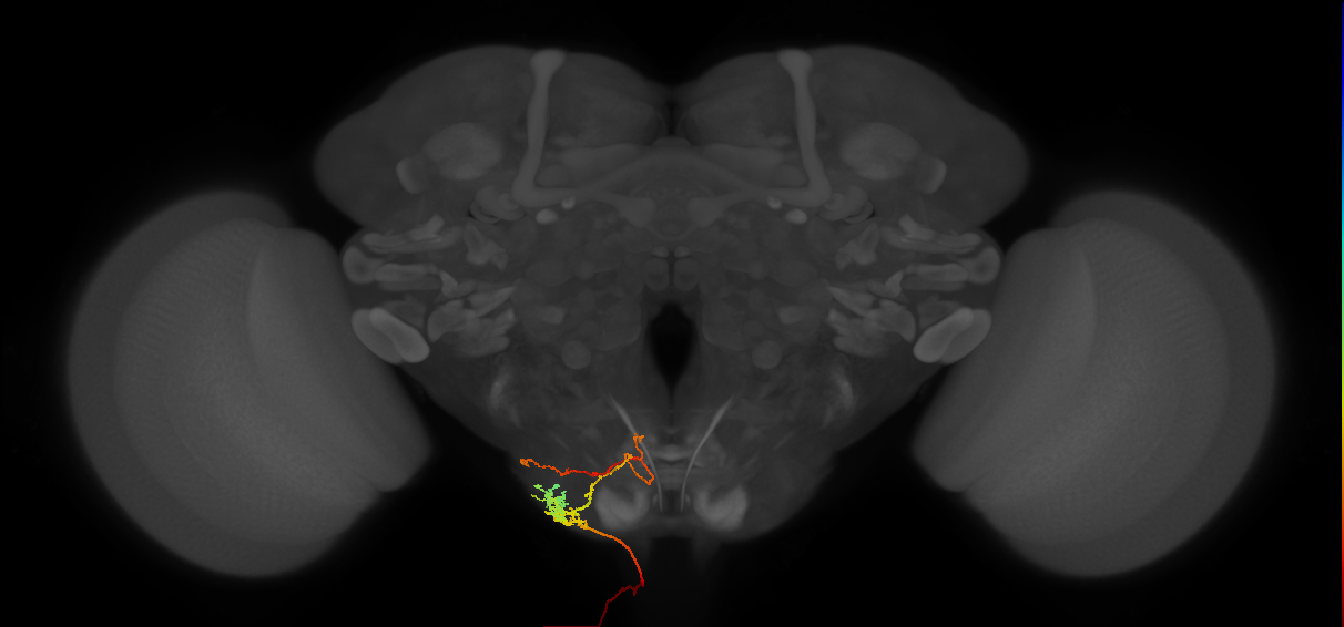 serotonergic T1 neuron