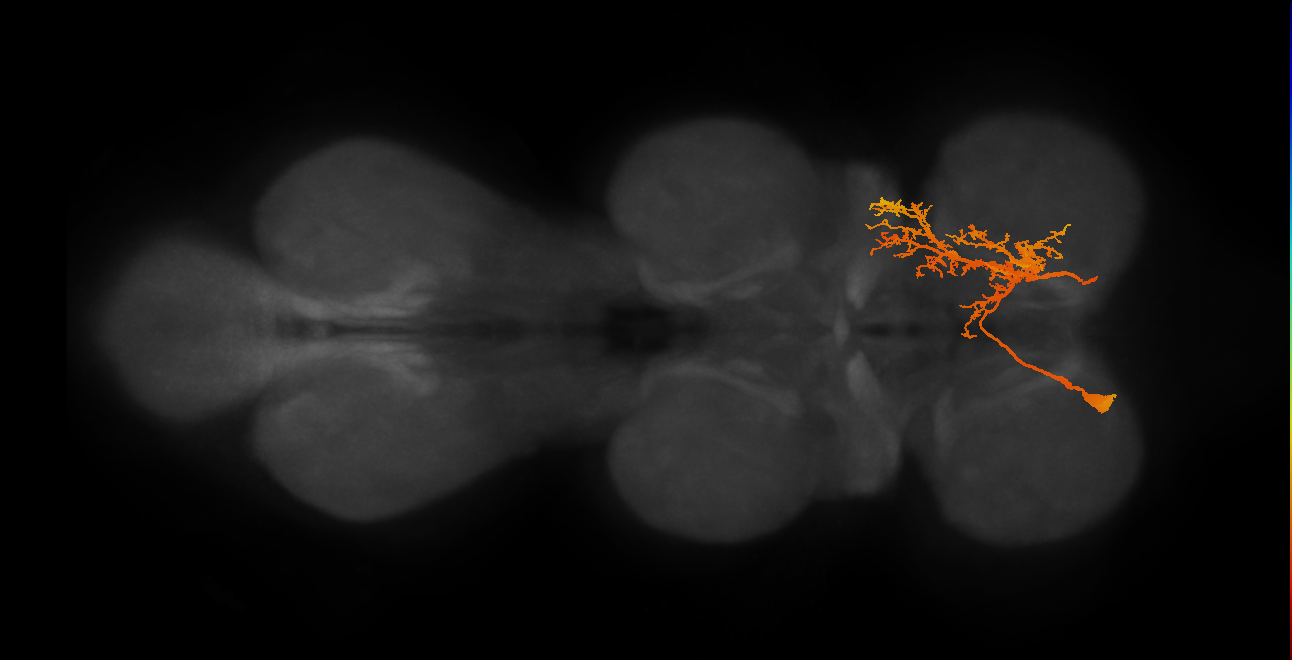 CvN_MNA2