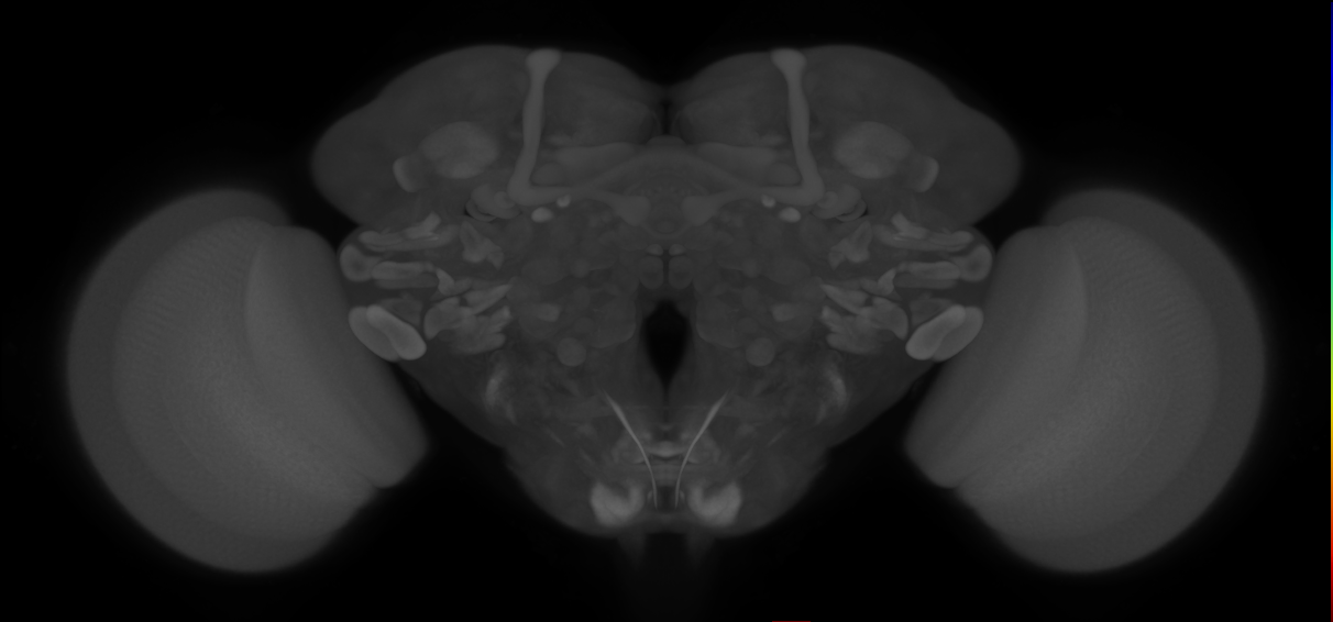 mechanosensory neuron of hair plate