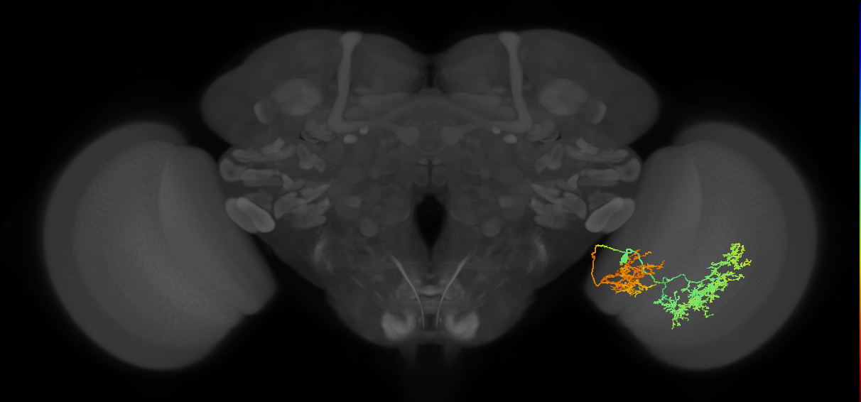 adult GABAergic neuron