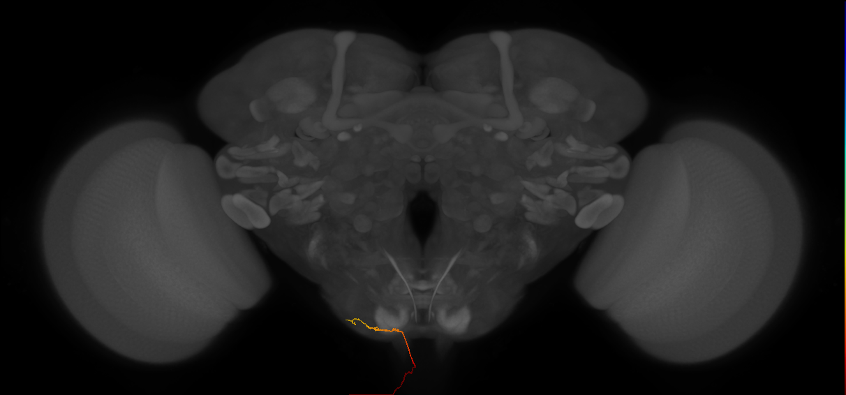 NB3-3 lineage primary neuron