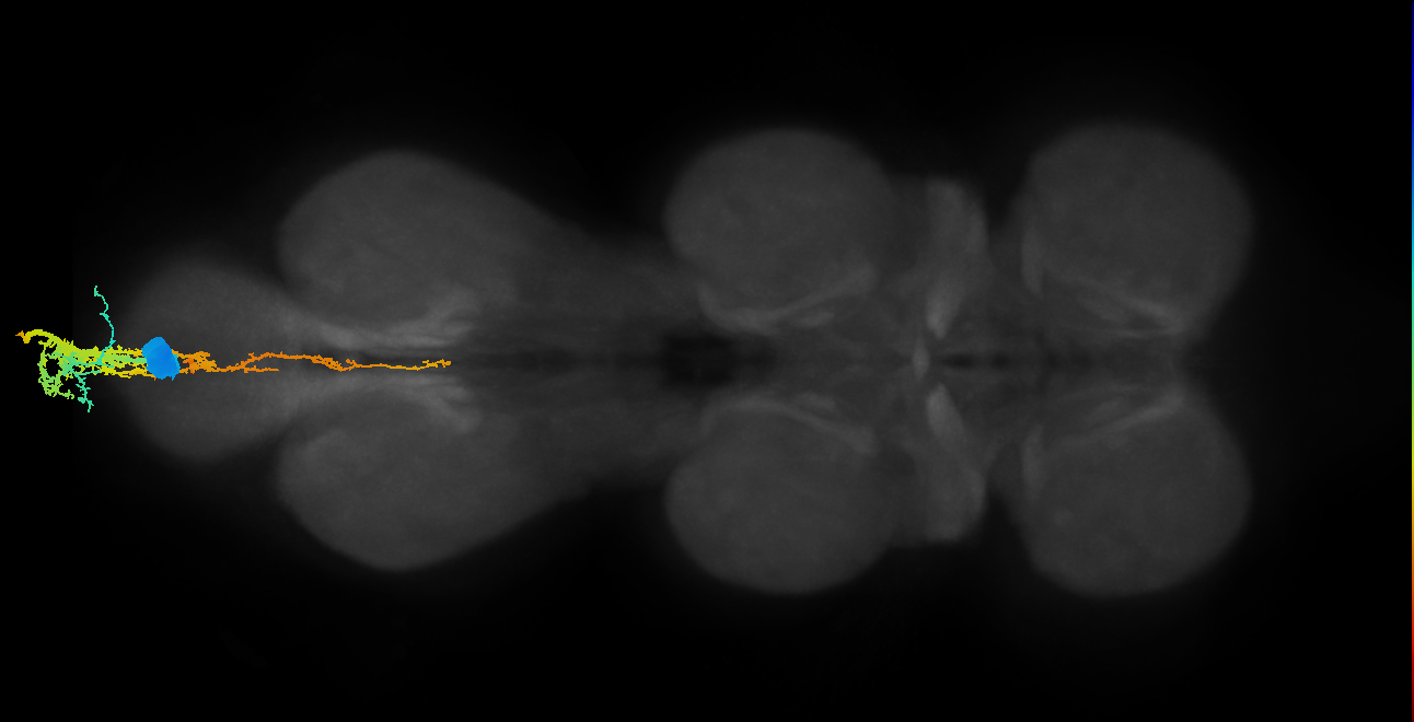 adult GABAergic doublesex AbN neuron