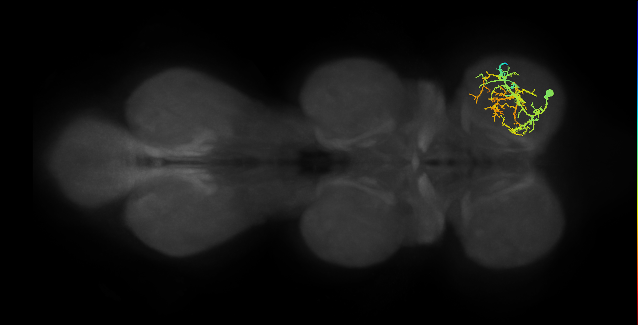 tarsal retro depressor muscle motor neuron