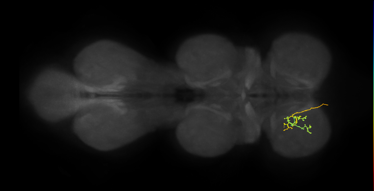 DNge077