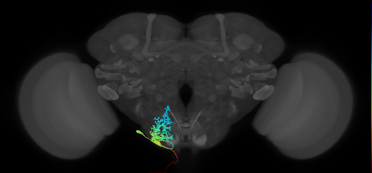 adult bract subesophageal neuron