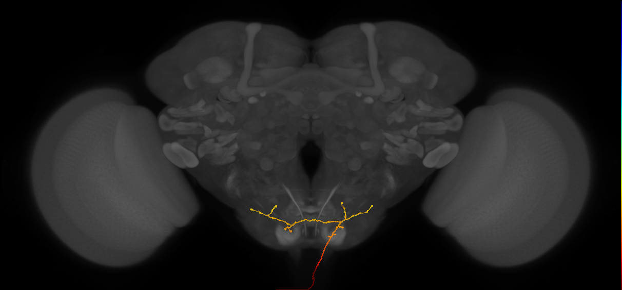 NB3-2 lineage primary neuron