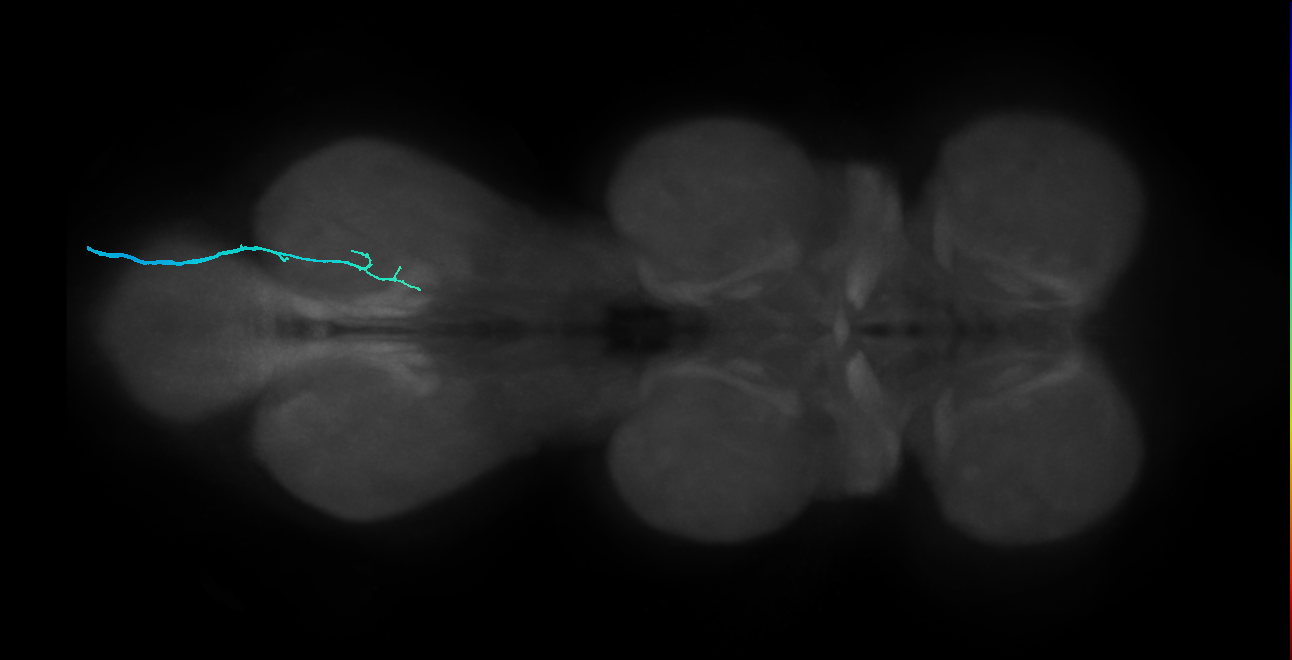 non-ascending mechanosensory neuron of leg chordotonal organ
