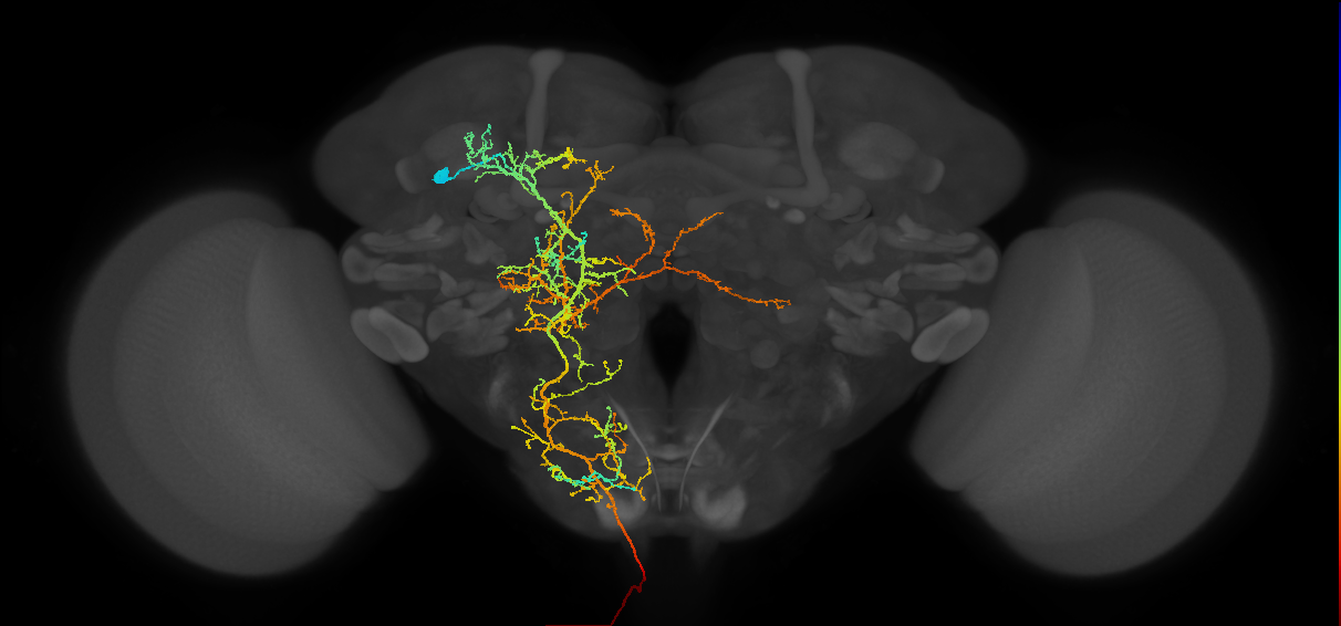 descending neuron of the anterior dorsal brain DNa12 (female)