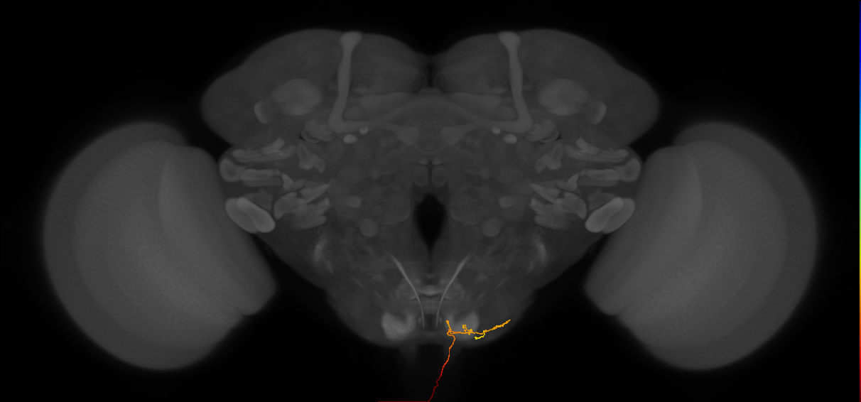 NB3-3 lineage primary neuron