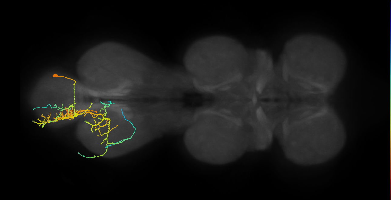 lineage NB1-2 primary interneuron