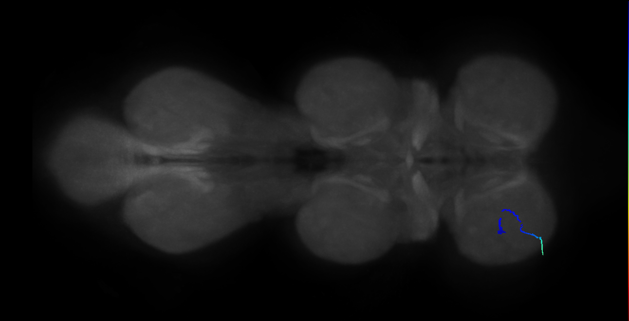 mechanosensory neuron of prothoracic coxal hair plate CoHP3