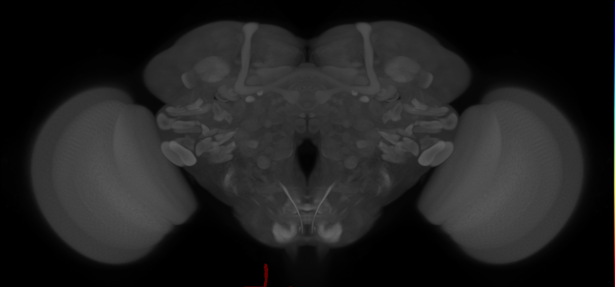 CvN_MNA1