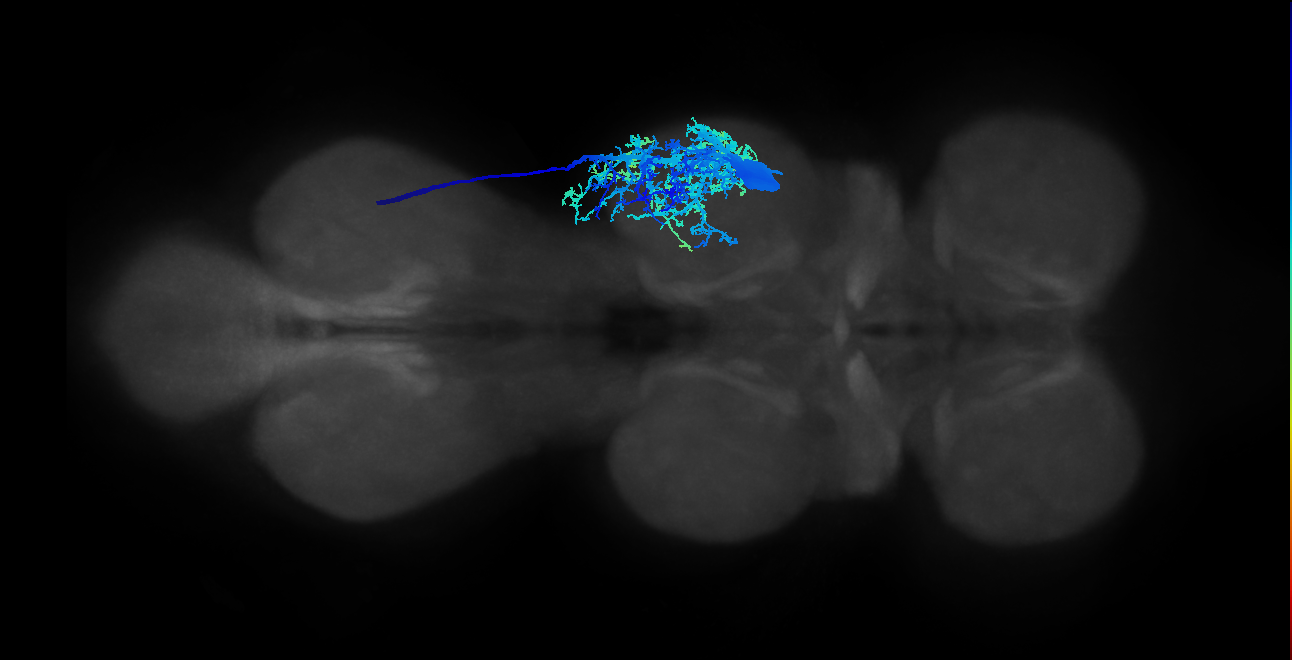 mesothoracic accessory tibial flexor motor neuron