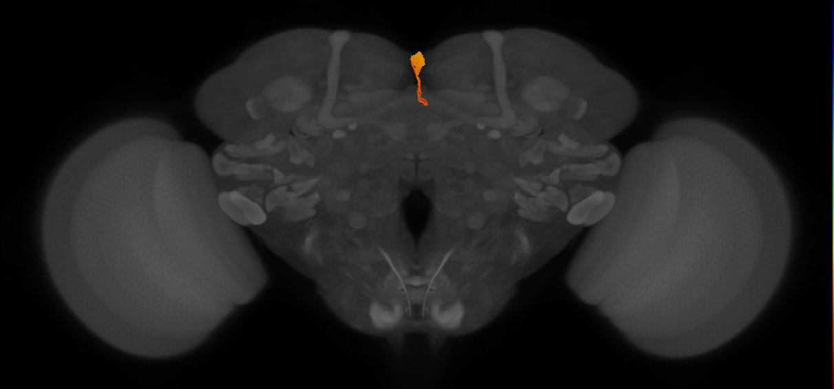 ocellar ganglion local neuron