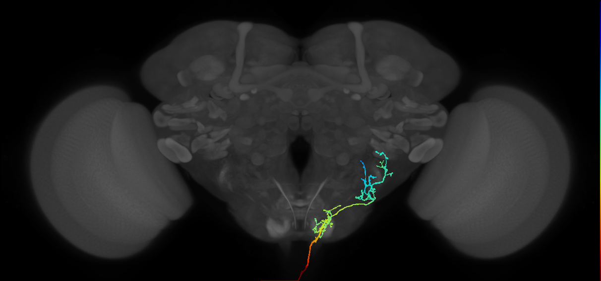 NB2-5 lineage primary neuron