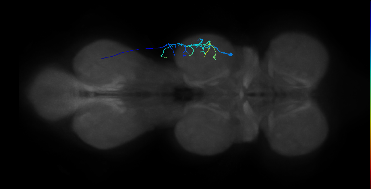 mesothoracic accessory tibial flexor motor neuron
