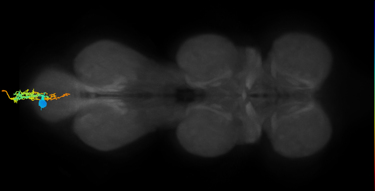 adult abdominal doublesex (female) neuron