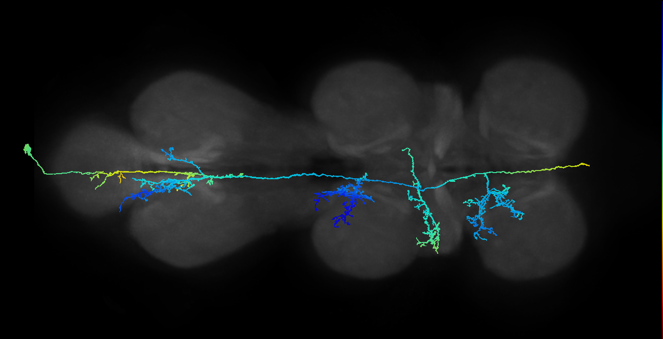 NB5-3 lineage neuron
