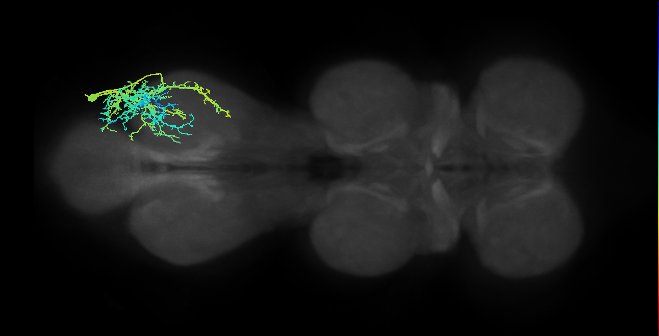 metathoracic tergotrochanter extensor muscle motor neuron
