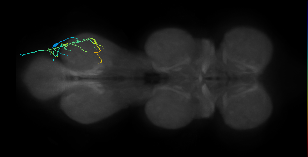 accessory tibial flexor motor neuron