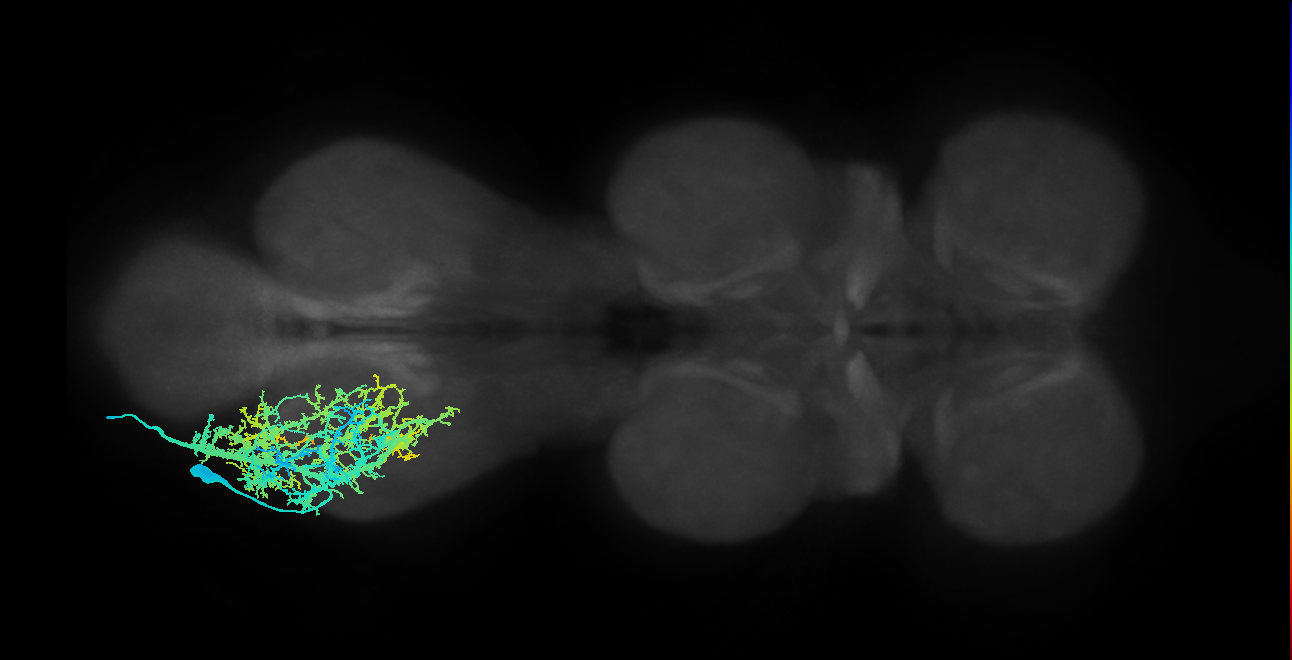 fast tibial depressor motor neuron