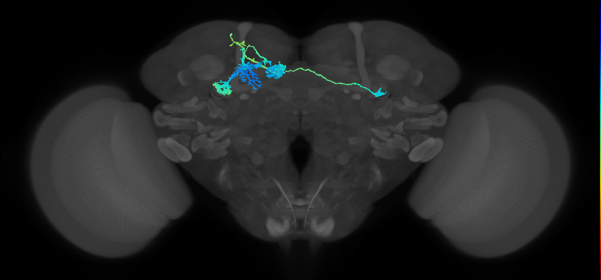 adult typical mushroom body output neuron