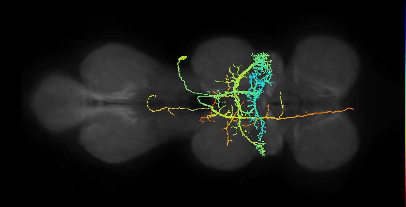 NB7-4 lineage primary neuron