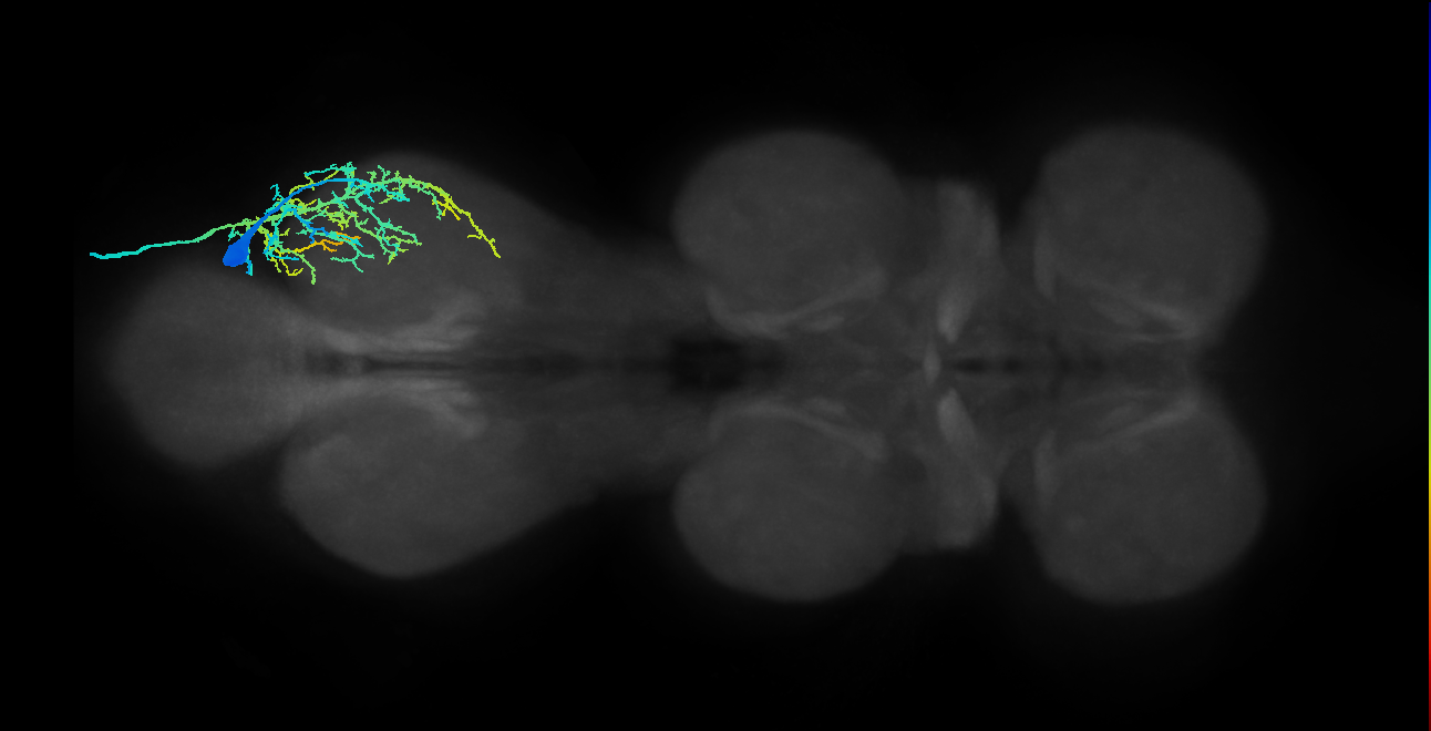 accessory tibial flexor motor neuron