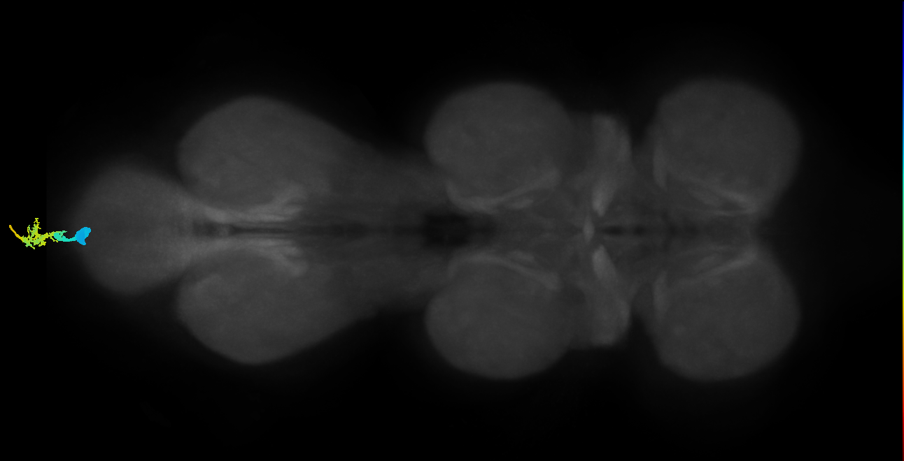 adult abdominal doublesex (female) neuron