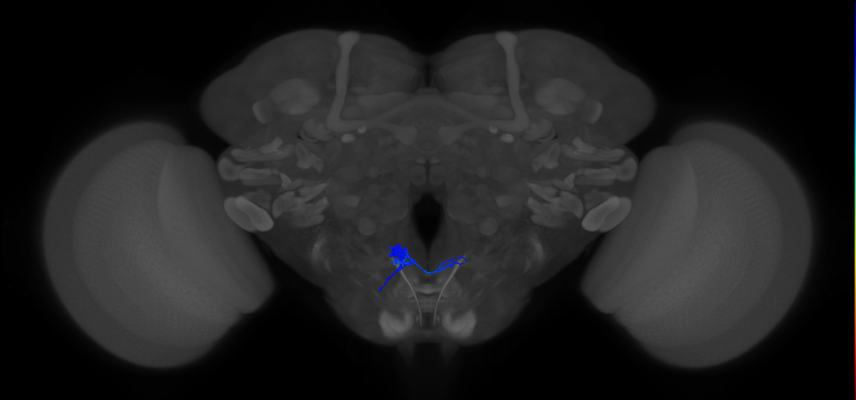 crop-innervating enteric motor neuron