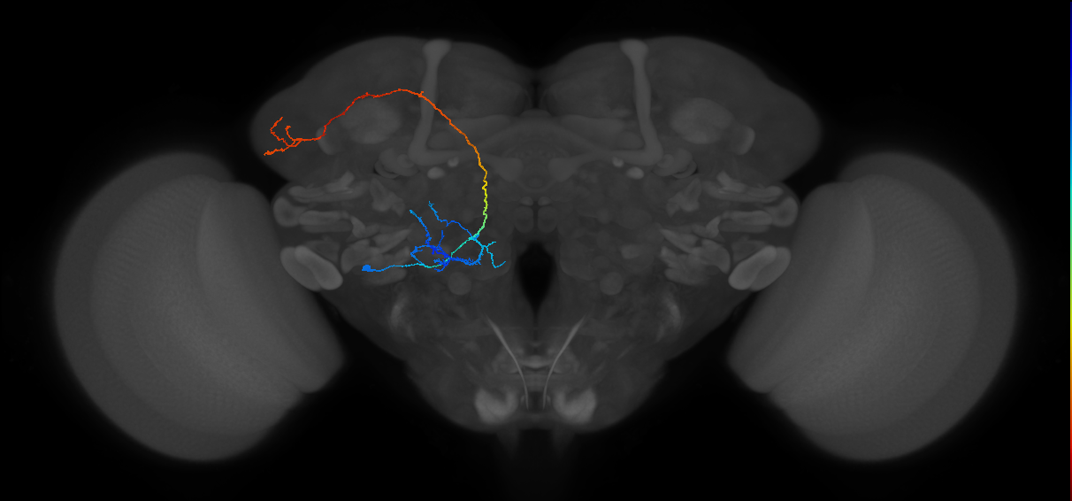 unilateral antennal lobe projection neuron
