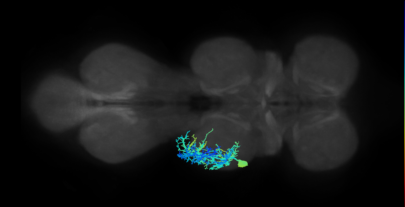 mesothoracic slow tibial extensor motor neuron