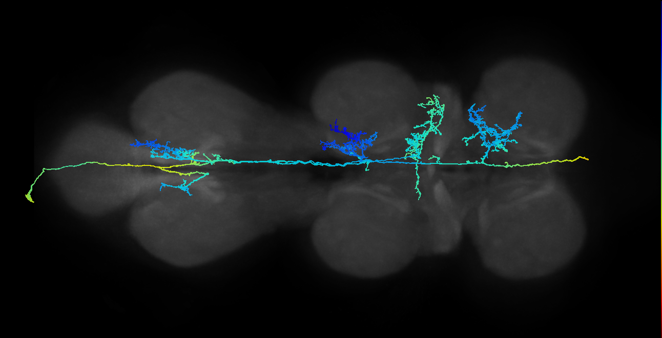 adult pheromone projection neuron 1